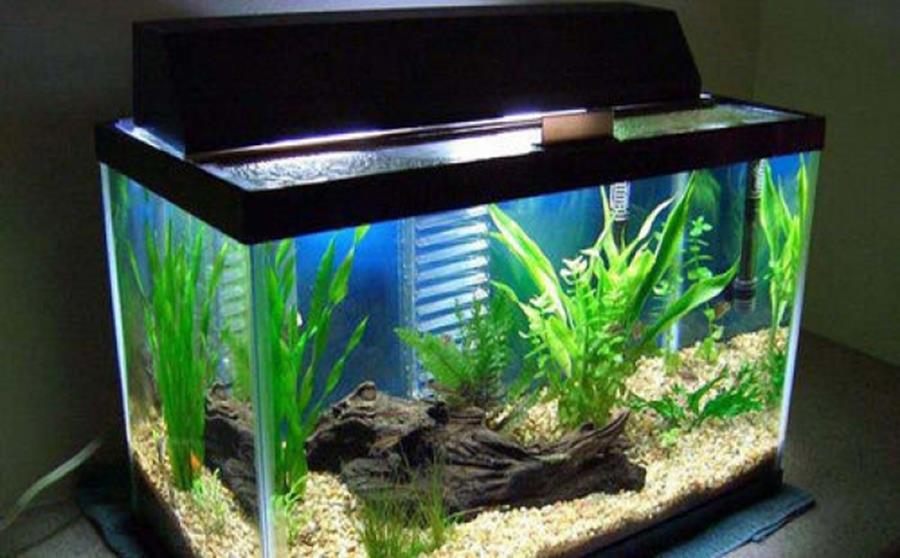 Cách chọn bể cá đúng phong thủy